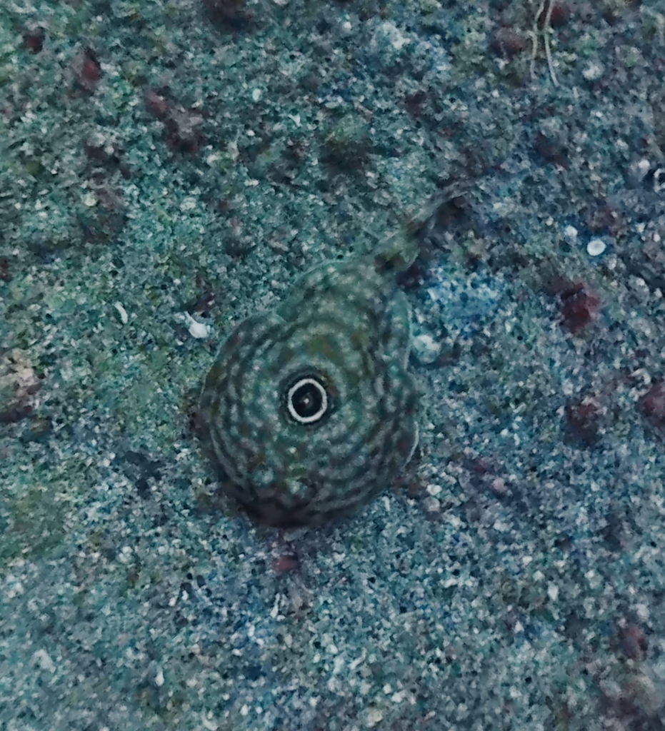 Bullseye electric ray (Diplobatis ommata) — Narcinidae