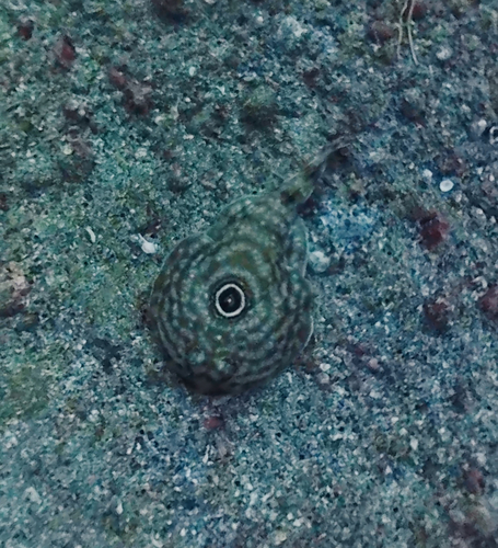 Bullseye electric ray (Diplobatis ommata) — Narcinidae