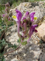 Scutellaria turgaica