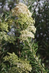 Buddleja saligna