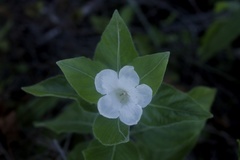 Ruellia leucantha
