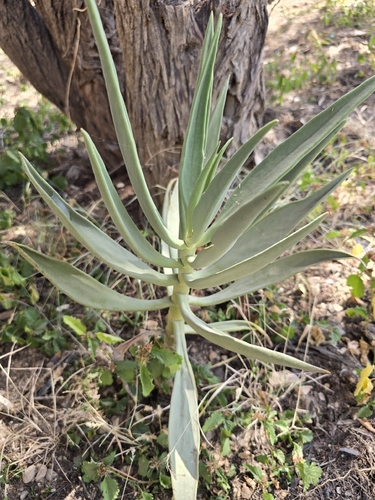 Kalanchoe bentii