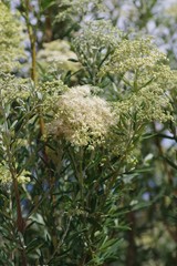 Buddleja saligna