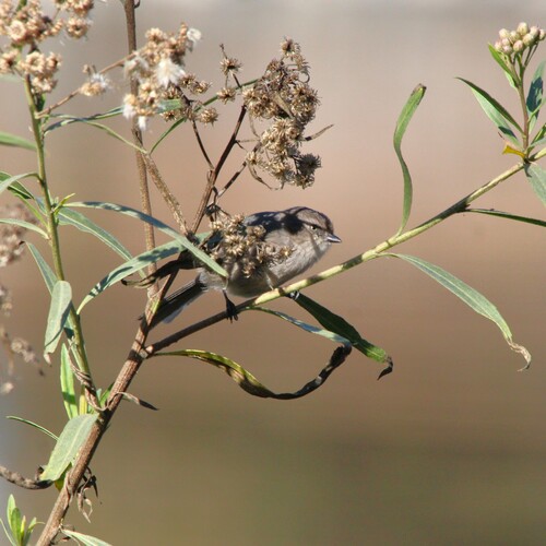 iNaturalist observation photo of Bushtit