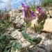 Scutellaria turgaica - Photo (c) Aleksandr Ebel, algunos derechos reservados (CC BY-NC), uploaded by Aleksandr Ebel