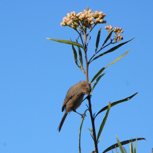iNaturalist observation photo of Bushtit