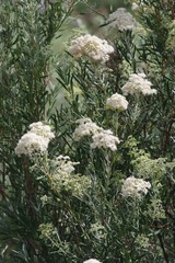 Buddleja saligna