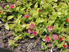 Mesembryanthemum cordifolium image
