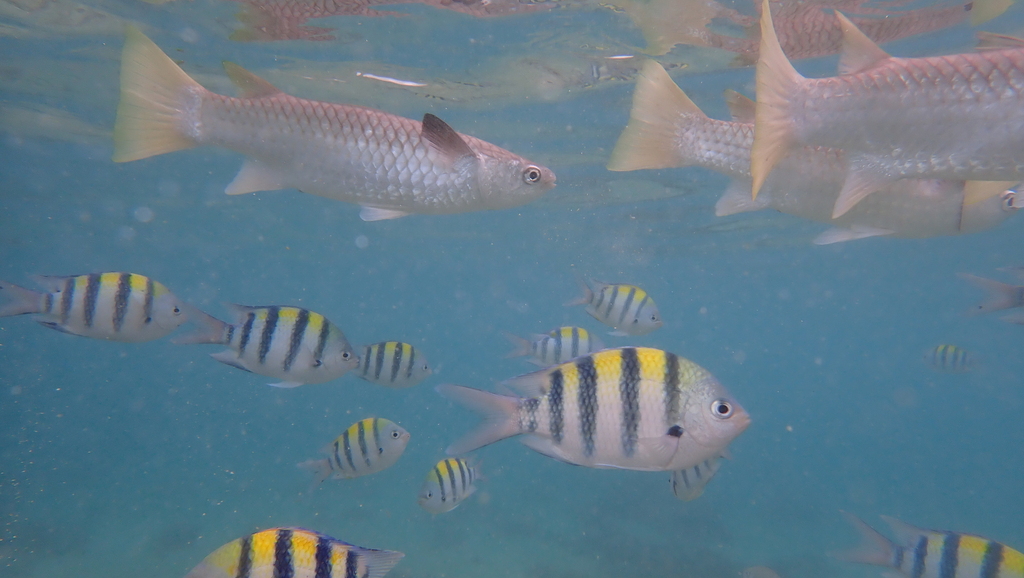 Diamond-scaled Mullet
