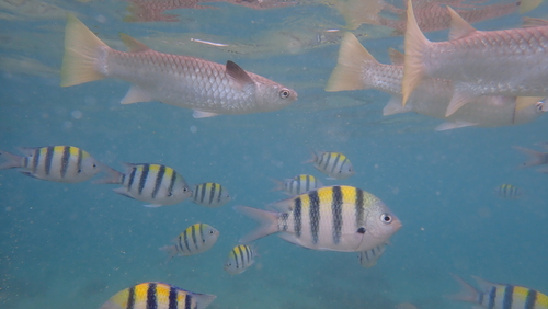Glassfish