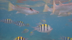 Glassfish