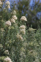 Buddleja saligna