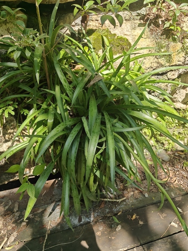 Agave petskinil