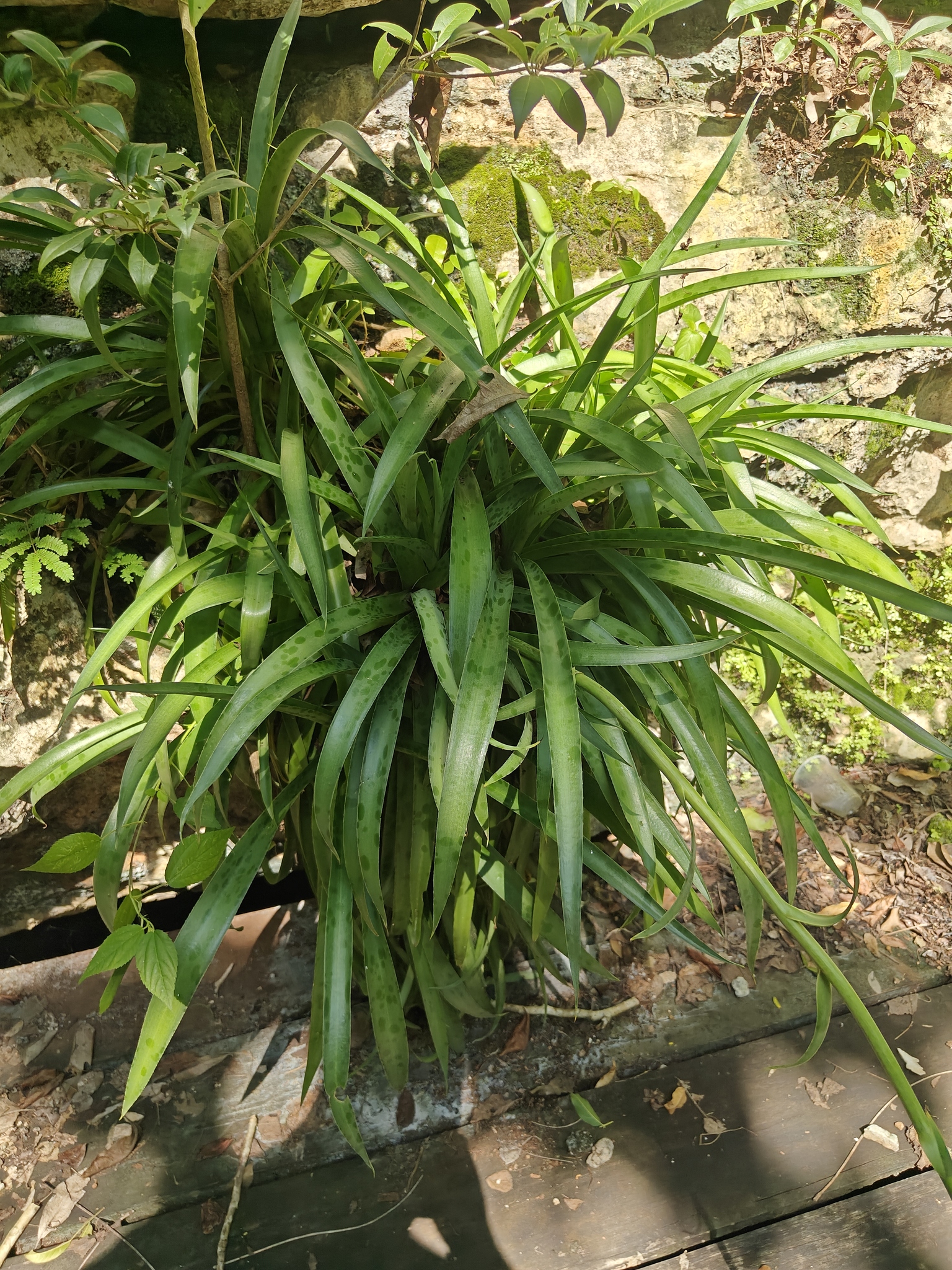 Agave petskinil