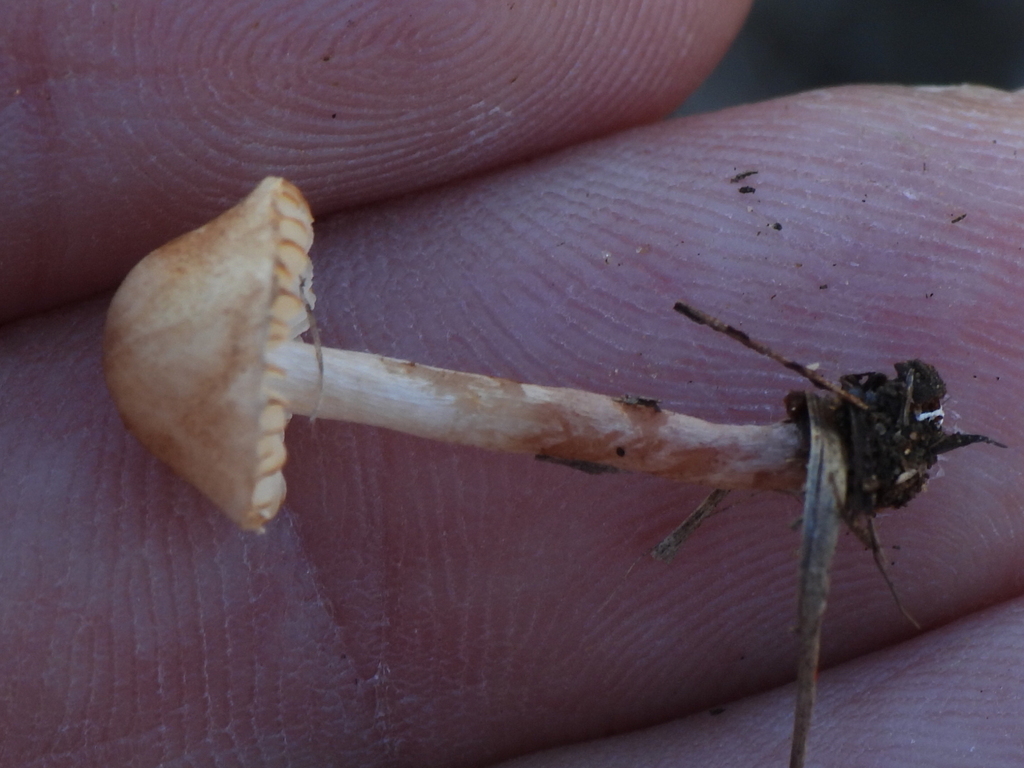 Agrocybe pediades · November 2025 · photo: © sambiology (iNaturalist, cc-by)