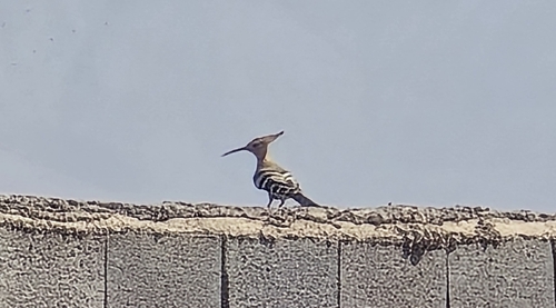 Common Hoopoe