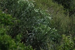 Cussonia paniculata