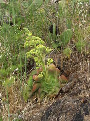 Aeonium canariense subsp. christii image