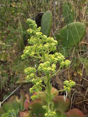 Aeonium canariense subsp. christii image