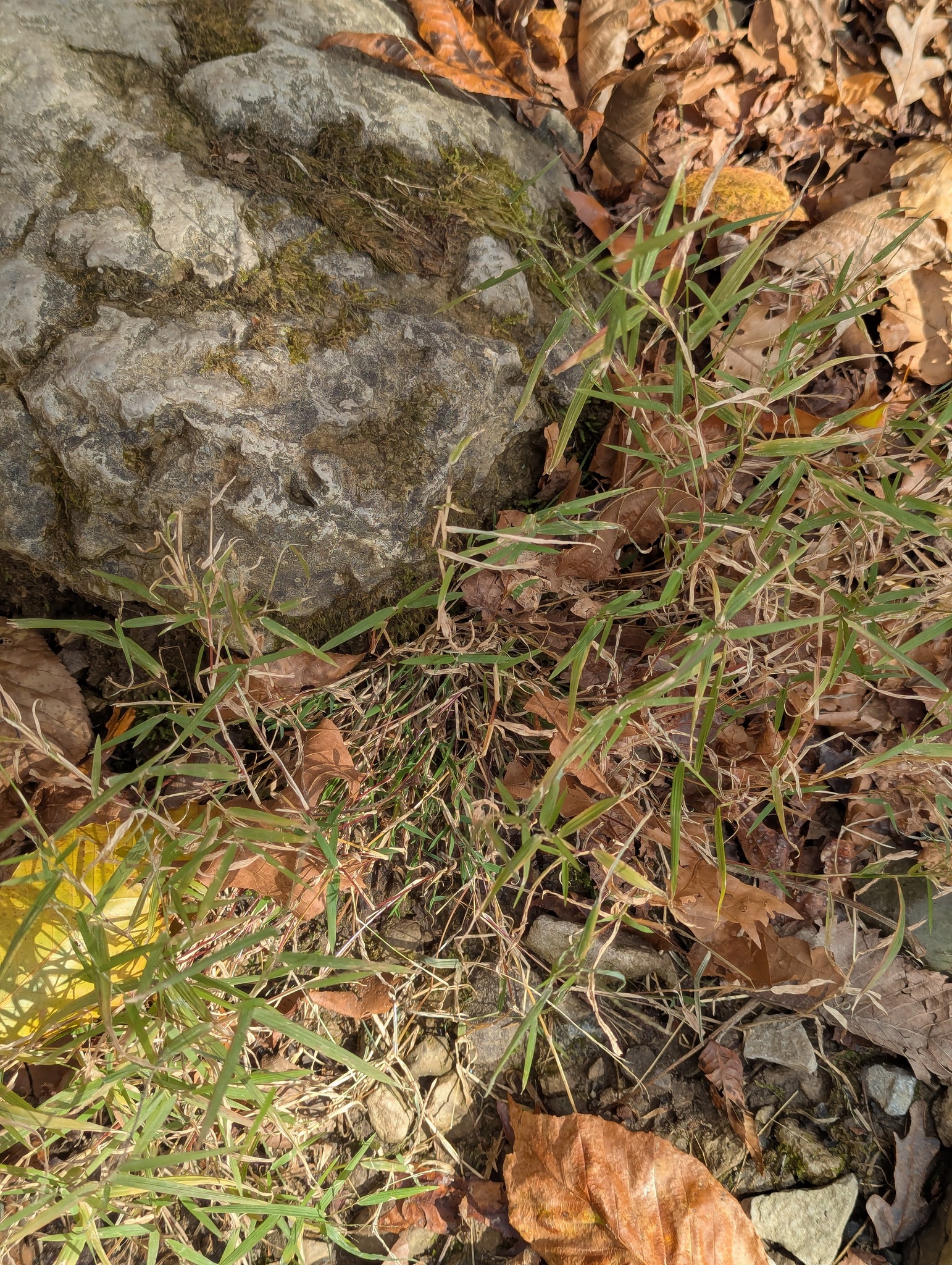 Nimblewill (Muhlenbergia schreberi)