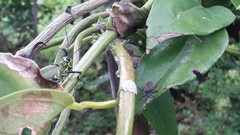 Camptischium