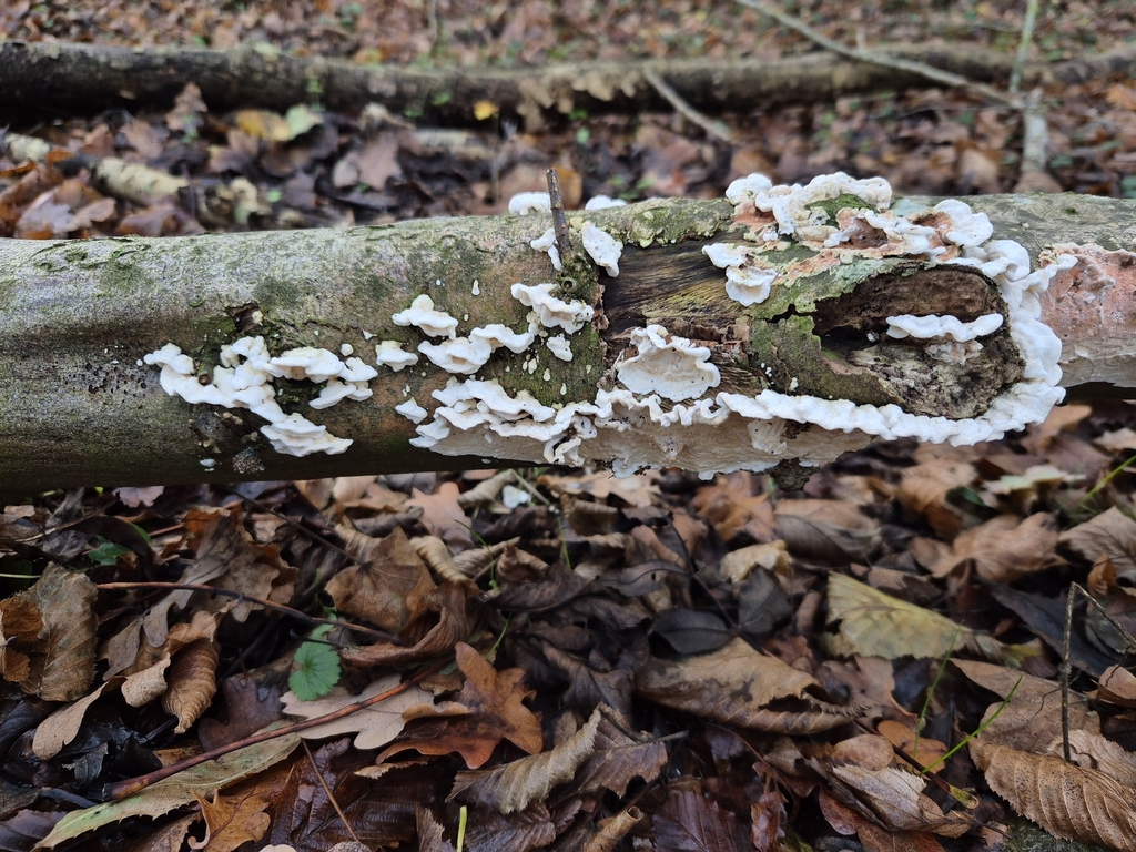 Byssomerulius corium · November 2025 · photo: © basill (iNaturalist, cc-by)