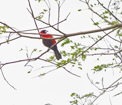 Ramphocelus nigrogularis