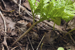 Sceptridium robustum