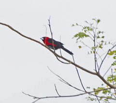 Ramphocelus nigrogularis