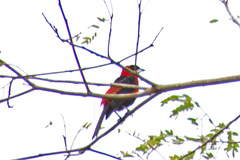 Ramphocelus nigrogularis