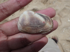 Barbatia