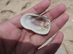 Barbatia