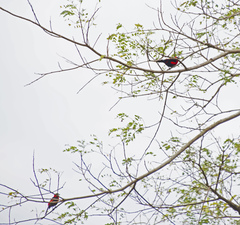 Ramphocelus nigrogularis