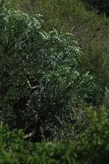 Cussonia paniculata