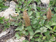 Uraria lagopodioides