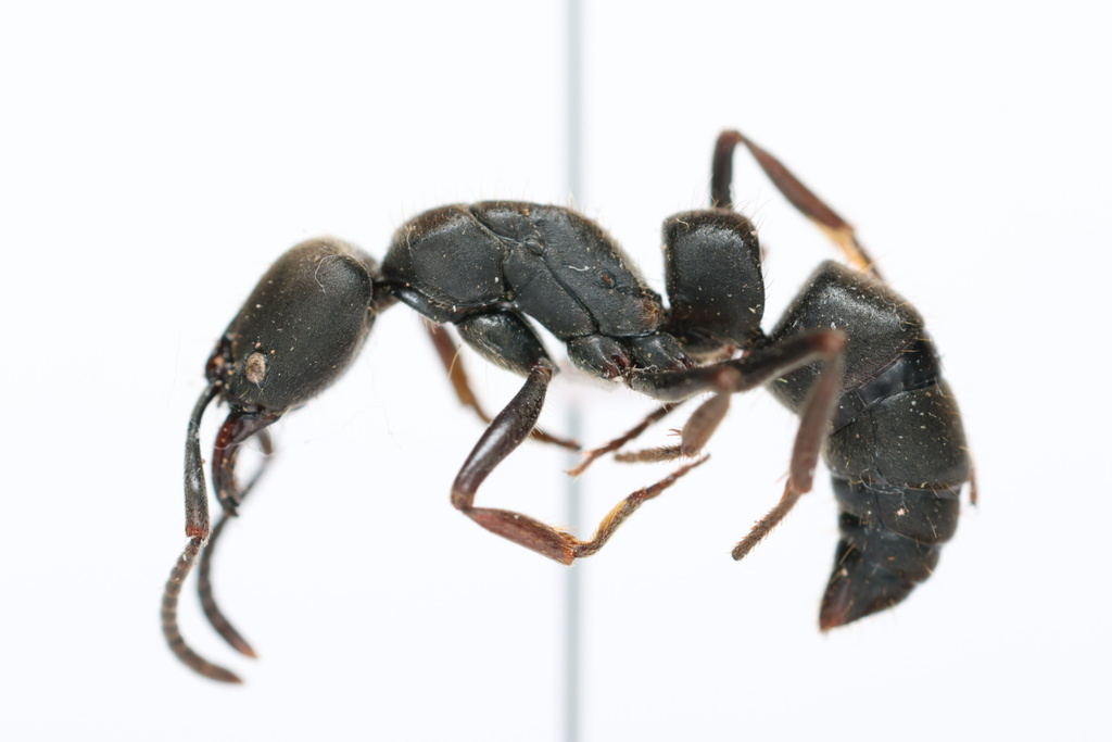 Pachycondyla fuscoatra
