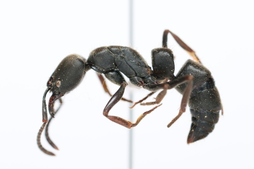 Pachycondyla fuscoatraPachycondyla fuscoatra