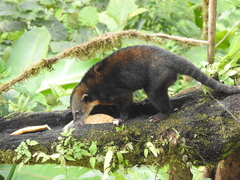 Nasua olivacea