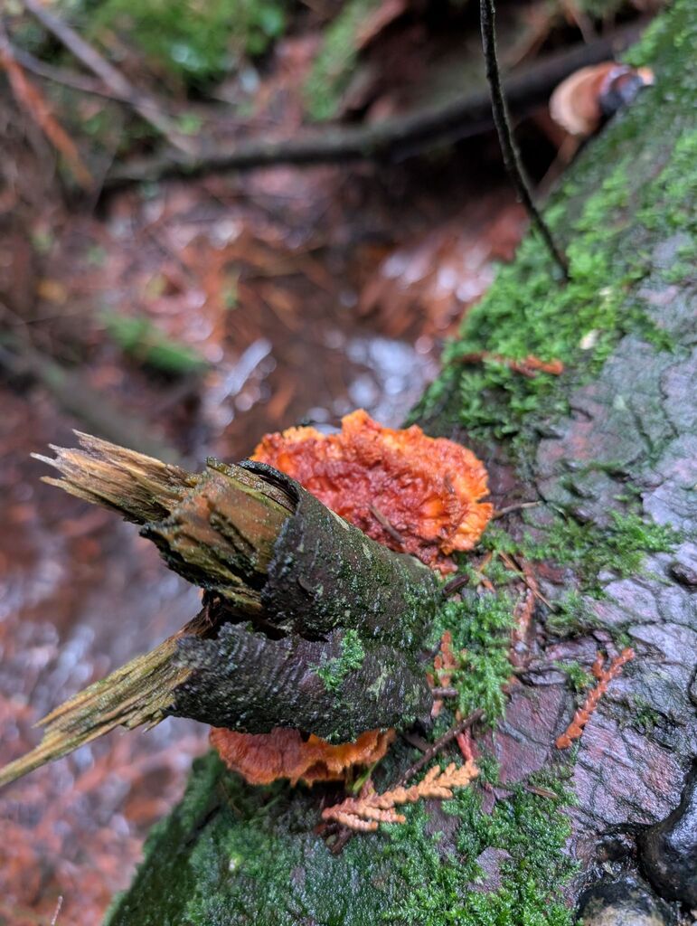 Pycnoporellus fulgens · November 2025 · photo: © michaelshan (iNaturalist, cc-by-nc)
