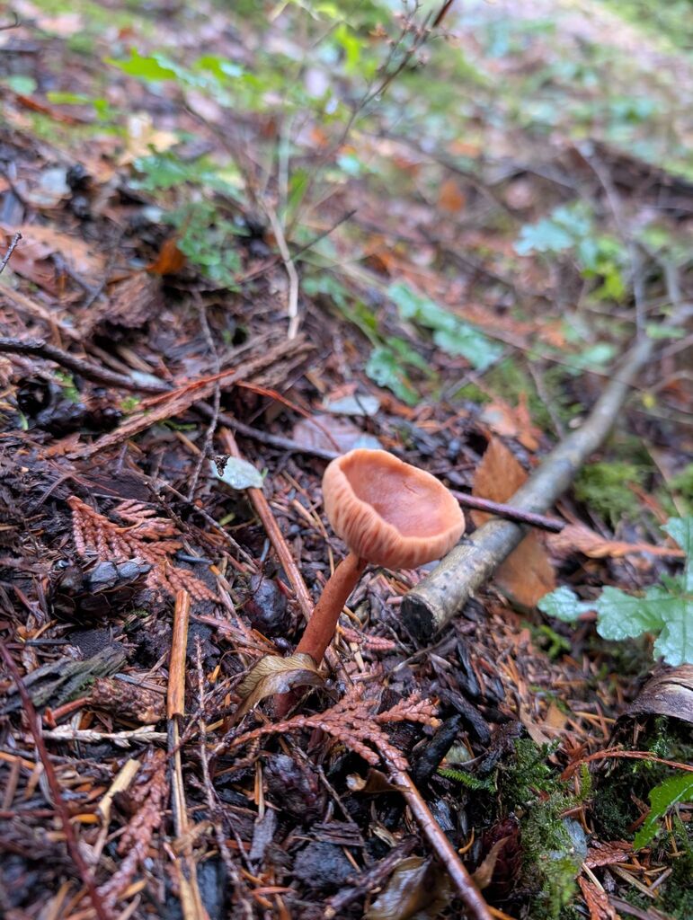 Laccaria laccata · November 2025 · photo: © michaelshan (iNaturalist, cc-by-nc)
