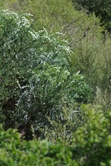 Cussonia paniculata