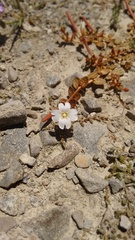 Epilobium komarovianum