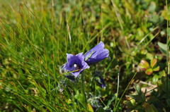 Campanula alpina