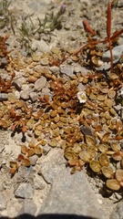 Epilobium komarovianum