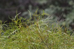Searsia erosa