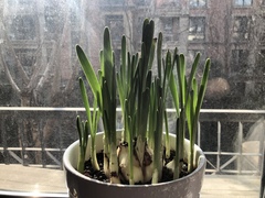 Narcissus tazetta chinensis