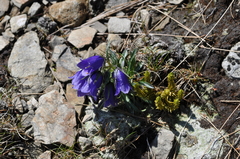 Campanula alpina