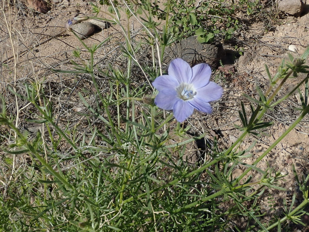 Dayia scabra