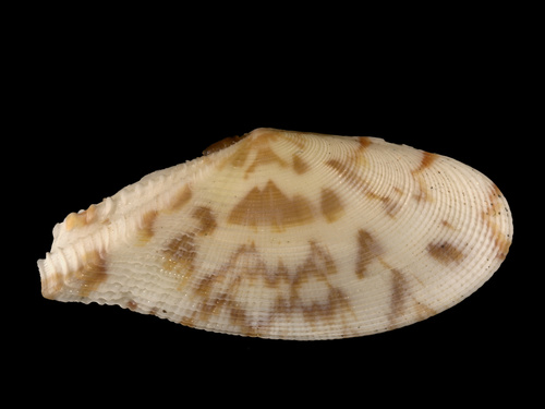 Tellinella listeri (Röding, 1798)
