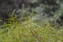 Searsia erosa
